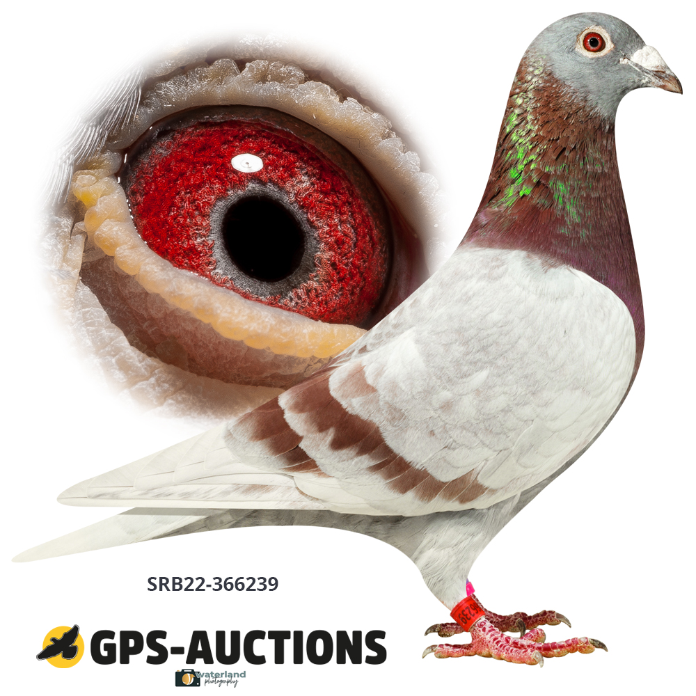 The Best From Europe - GPS-Auctions