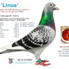 NL25-1140452