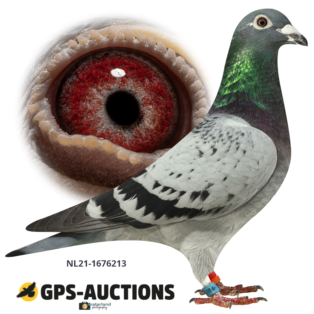 The Speed ​​Pigeons - GPS-Auctions