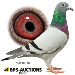 NL24-4031087