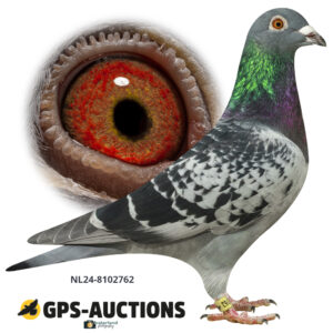 NL24-8102762