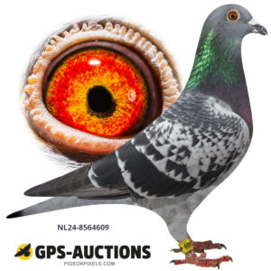 NL24-8564609