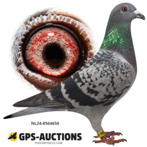 NL24-8564650