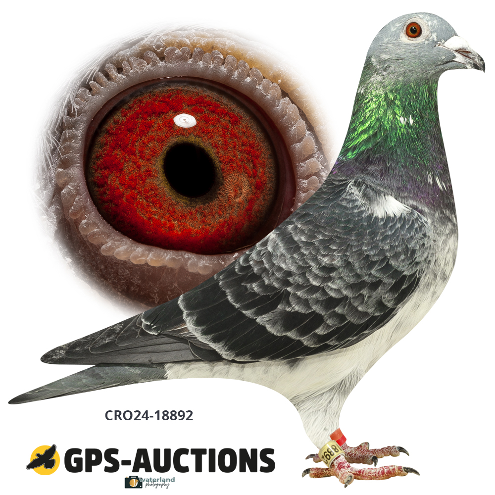 Goran Gusak Special - GPS-Auctions