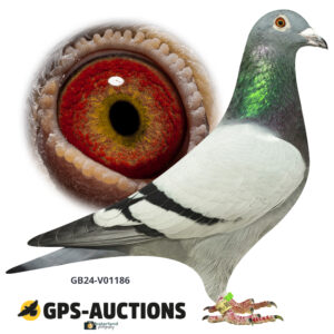 GB24-V01186
