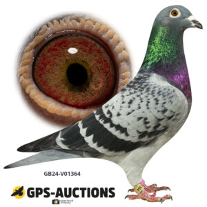 GB24-V01364