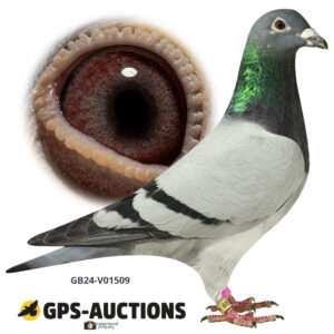 GB24-V01509