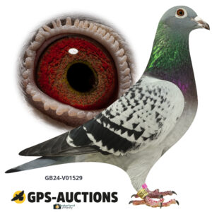 GB24-V01529