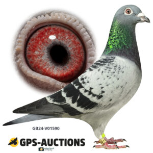 GB24-V01590