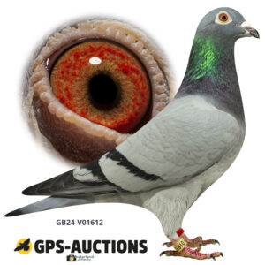GB24-V01612