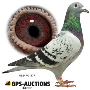 GB24-V01677