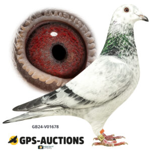GB24-V01678