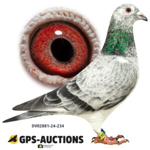 DV02881-24-234