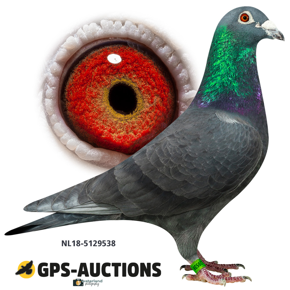 Holland's Best - GPS-Auctions