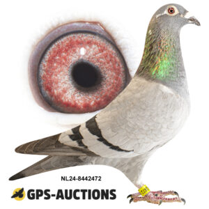 NL24-8442472