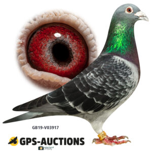 GB19-V03917
