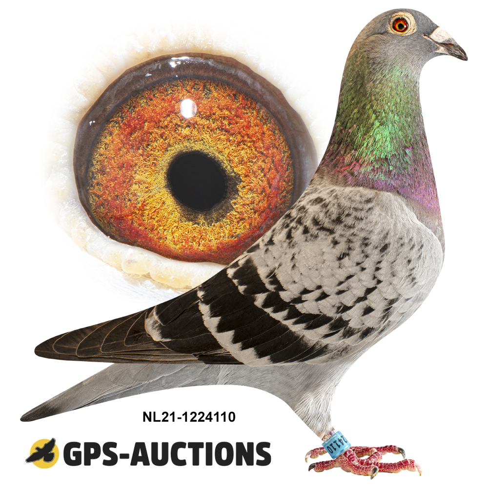 Viscount Long Distance - Part 1 - GPS-Auctions