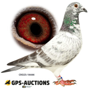CRO25-14444