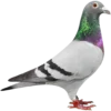 NL25-1441842