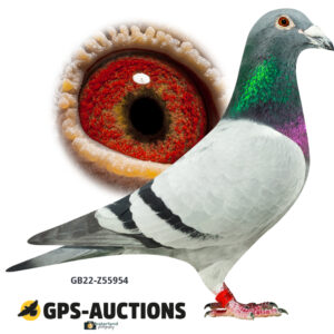 GB22-Z55954