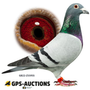 GB22-Z55955