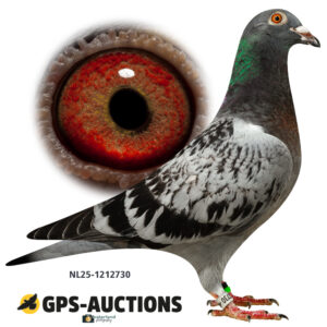 NL25-1212730