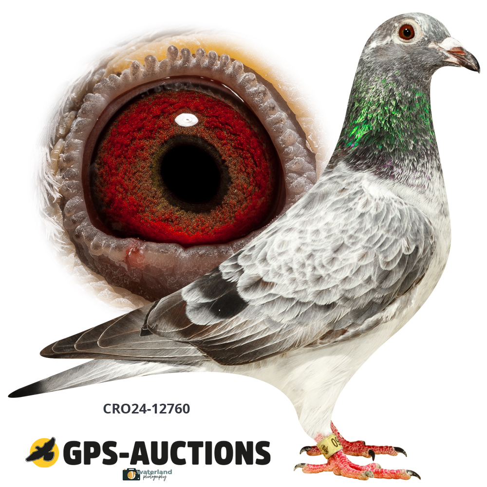 戈兰·古萨克- 第二部分- GPS-Auctions, image size:1000x1000