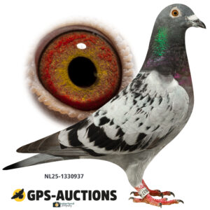 NL25-1330937