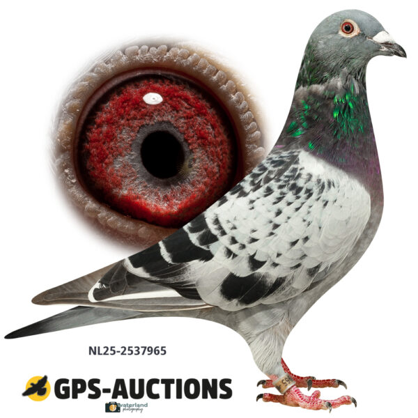 H. Ulijn & Zn - GPS-Auctions