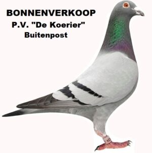 F.M van der Meer Harkema