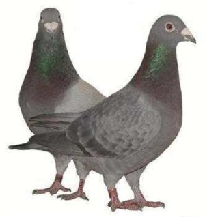 P. Veenstra & Zn. Drachtstercompagnie