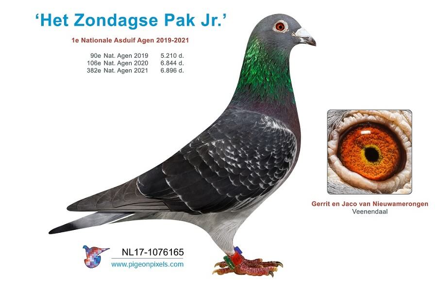 G & J VAN AMERONGEN- Veenendaal