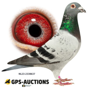 NL23-2330637