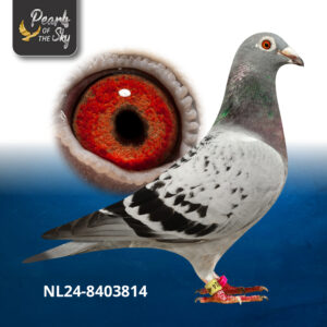 NL24-8403814