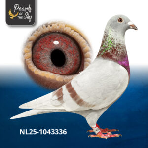 NL25-1043336