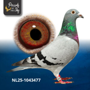 NL25-1043477