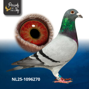 NL25-1096270
