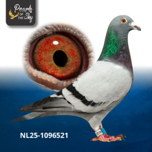 NL25-1096521