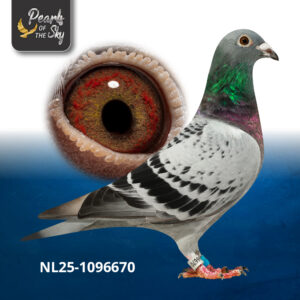 NL25-1096670