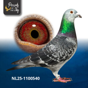 NL25-1100540