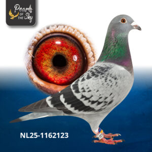 NL25-1162123