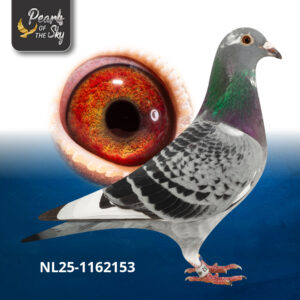 NL25-1162153