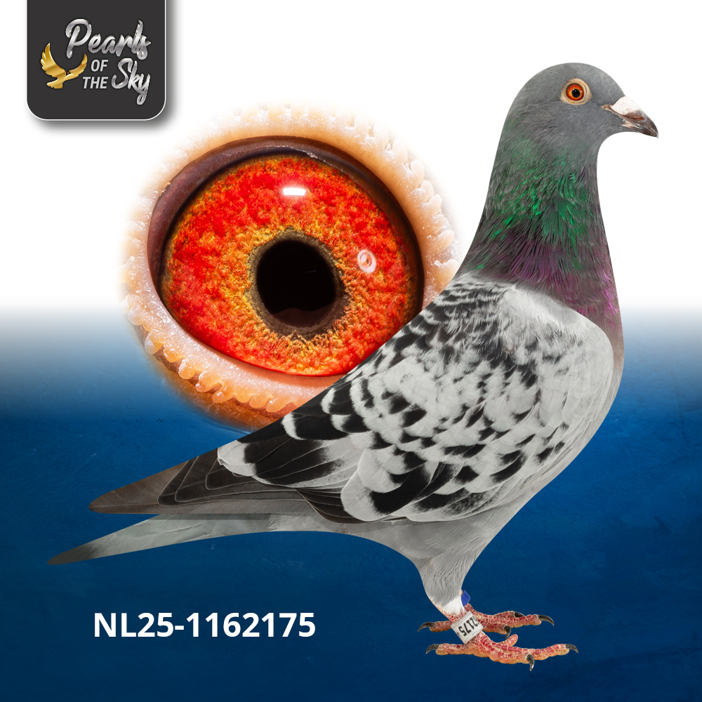 NL25-1162175