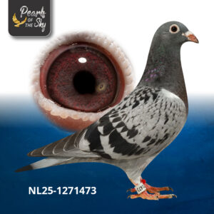 NL25-1271473