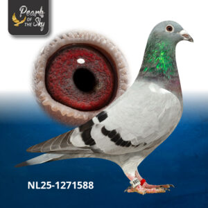 NL25-1271588