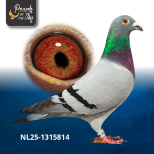 NL25-1315814