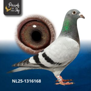NL25-1316168