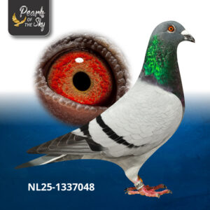 NL25-1337048