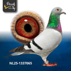 NL25-1337065