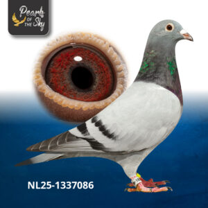 NL25-1337086